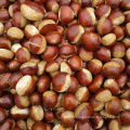 china export chestnut sweet chestnut for sale